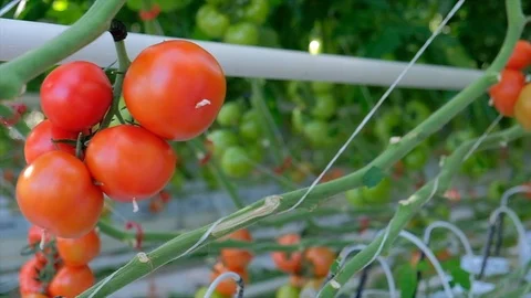 Fresh ripe red tomatoes grown in a greenhouse. Greenhouse Tomato Stock Footage 112018633