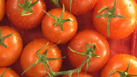 Fresh ripe red tomatoes rotate on a plate Stock Footage 110273362