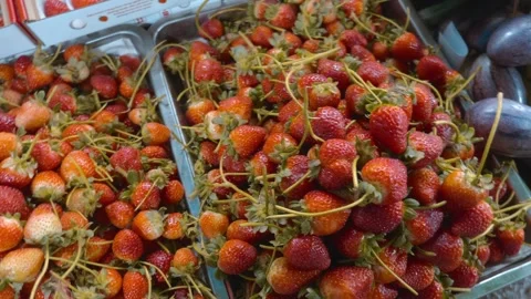 Fresh, ripe, red, white-sided strawberries with tendrils are sold at a stall Stock Footage 333351775