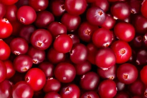 Fresh ripe ruby cranberries closeup, natural texture, background Stock Photos