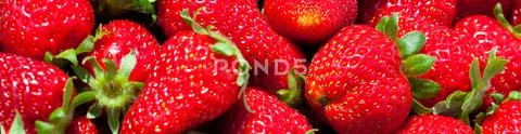 Fresh ripe strawberries close-up Stock Photos