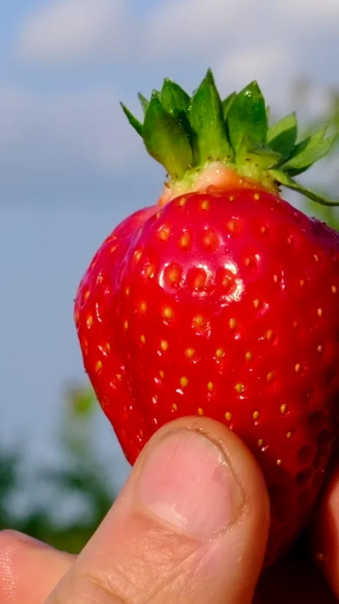 Fresh ripe strawberry held in a mans hand against a blue sky background Stock Footage 345328599