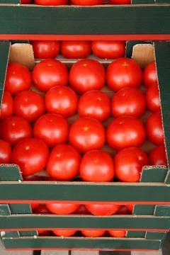 Fresh ripe tomatoes in boxes Stock Photos