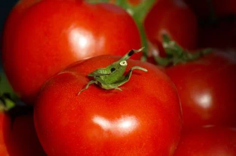 Fresh ripe tomatoes Stock Photos