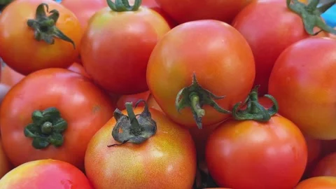 Fresh Ripe Tomatoes Rotating On Turntable Stock Footage 332755623