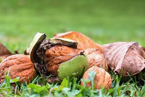 Fresh ripe walnuts fallen in the grass Stock Photos