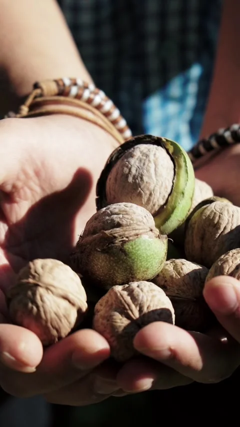 Fresh ripe walnuts in green shell in hands close up Stock Footage 346397097