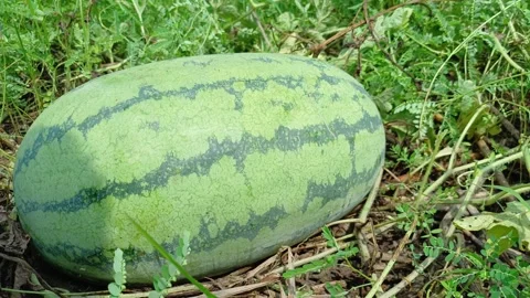 Fresh Ripe Watermelon With Sunlight Reflection On Vine Ready For Harvest Shot Stock Footage 342368447
