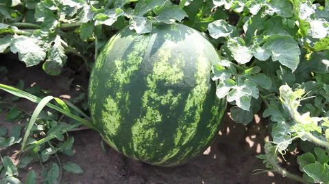Fresh ripe watermelon on vine, fruit, plantation, farm land, harvest time Stock Footage 40632648