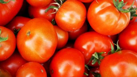 Fresh ripped tomatoes Stock Photos