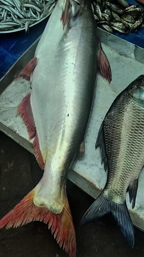 Fresh river basa pangasius fish displayed for sale at bustling fish market Stock Footage 319330111