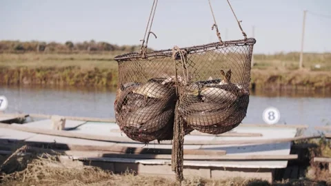 Fresh river catch in rustic fishing net Stock Footage 322121206