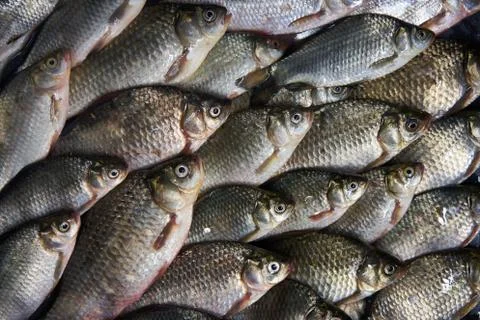 Fresh river fish background, top view Stock Photos