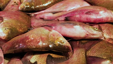Fresh river fish bream in a fish market. Healthy food Stock Footage 218464181
