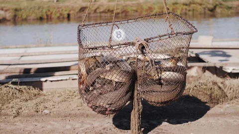 Fresh river fish carp catch in a rustic fishing basket Stock Footage 322121546