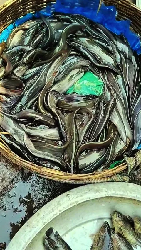 Fresh river fish display at bustling asian fish market overflowing with seaf Stock Footage 318131122