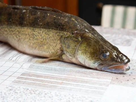Fresh river fish pike perch at the cook's table Stock Photos