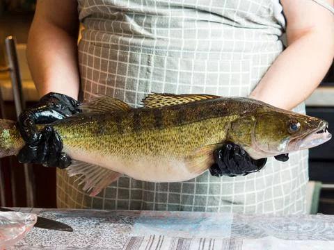 Fresh river fish pike perch at the cook's table Stock Photos
