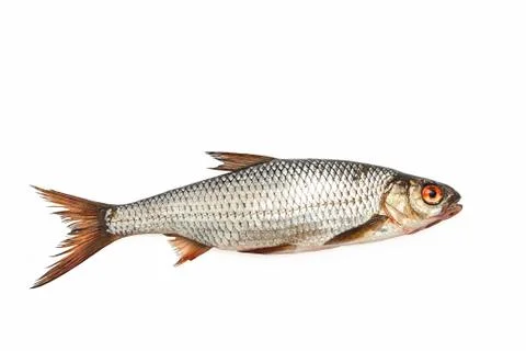 Fresh roach Stock Photos