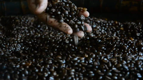 Fresh roasted coffee beans. HD Stock-Footage 42966079