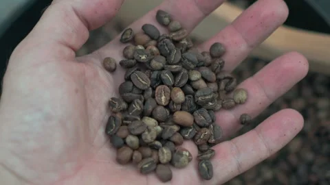 Fresh Roasted Coffee Beans Slipping Through Fingers Stock Footage 328694775