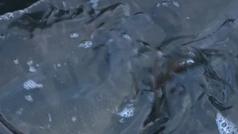 Fresh rohu carp fish arranged in rows for sale. Good catch fisherman Video stock 300760751