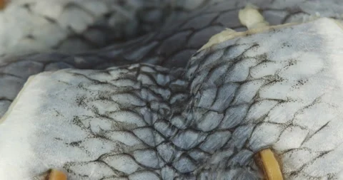 Fresh rollmops closeup rotating selective focus Stock Footage 159711840