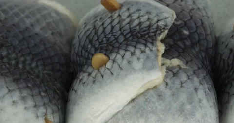 Fresh rollmops closeup rotating selective focus Stock Footage 199088829