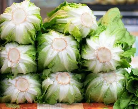 Fresh romain lettuces. Stock Photos