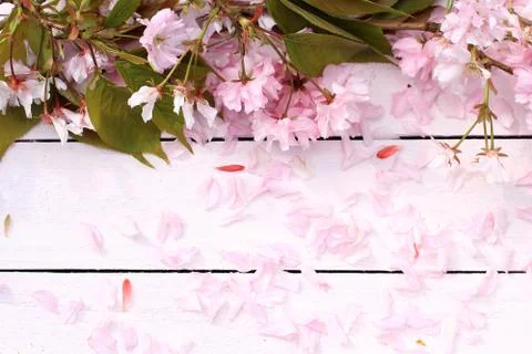 Fresh, romantic, rustic spring background with cherry flowers petals and leav Stock Photos