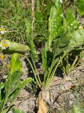 Fresh root vegetable grows in sandy soil Stock Photos