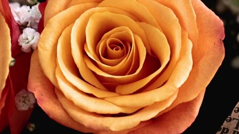 Fresh rose bud 動画素材 334360713