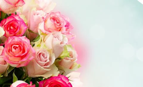 Fresh rose flowers Stock Photos