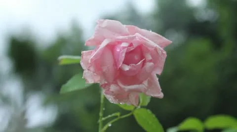 Fresh rose Stock Footage 10875174