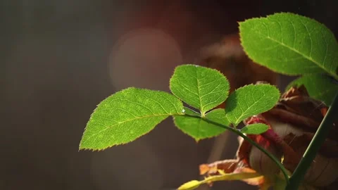 Fresh Rose Leaves in Natural Sunlight with Soft Bokeh Background Stock Footage 325476853