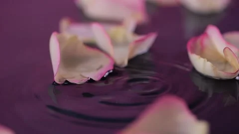 Fresh rose petals float slowly on water, highlighted by falling droplets. A.. 스톡 동영상 301566021