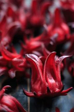 Fresh Roselle Stock Photos