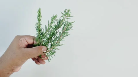 Fresh Rosemary Herb In a Hand Stock Footage 248778113