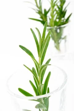 Fresh rosemary Stock Photos
