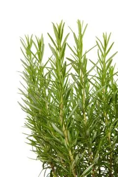 Fresh rosemay in closeup Stock Photos
