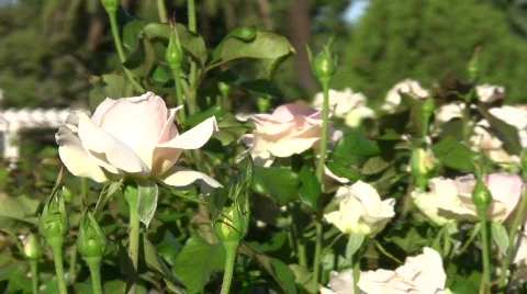 Fresh roses Stock-Footage 425360