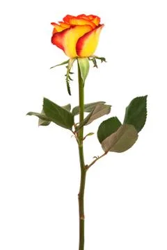 Fresh roses Stock Photos