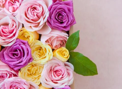 Fresh roses Stock Photos