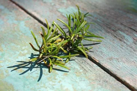 Fresh rosmary on the old table Stock Photos