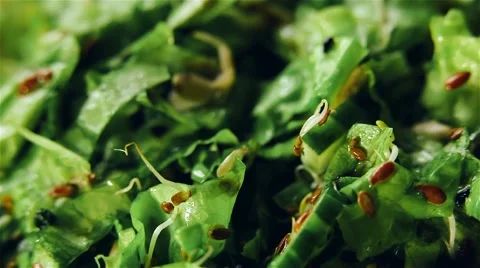 Fresh rotating green salad Stock Footage 62136240