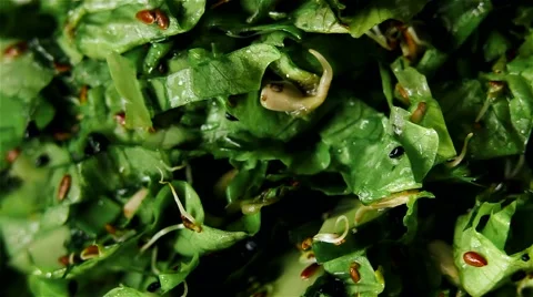 Fresh rotating green salad Video stock 62136290