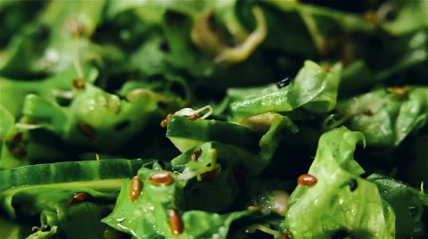 Fresh rotating green salad Video stock 62136973