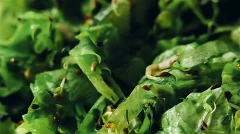 Fresh rotating green salad Video stock 62137875