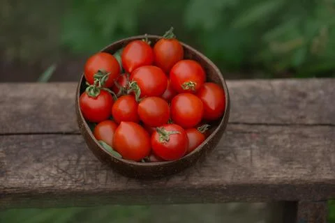 Fresh round red tomatoes on rustic wooden background. Cherry tomatoes in a wo 스톡 사진