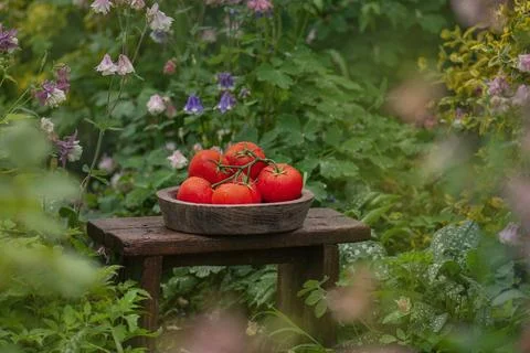 Fresh round red tomatoes on rustic wooden background. Cherry tomatoes in a wo Stock Photos